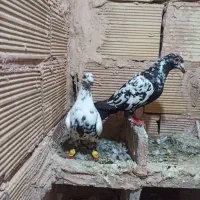 کفتر هفرنگ بزک گراف