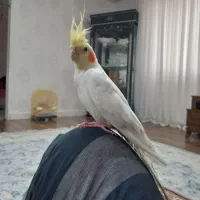 عروس هلندی نر
