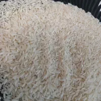 برنج هاشمی پرمحصول