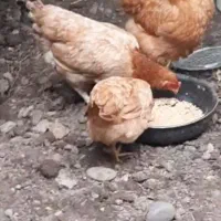 مرغ پاپری وخروس محلی