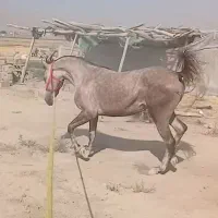 کره مادیان ۲۲ماهه