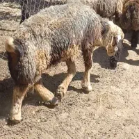 شیشک داشتی و کشتی