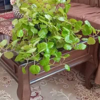 گل سرسبز  سرحال ناز