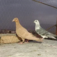 با سلام دوتا کفتر فروشی
