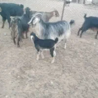 بز کـهره دار تـرکی