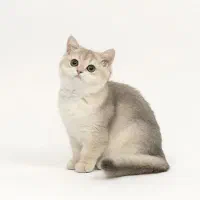 فروش فوری / گربه‌های اصیل و خانگی