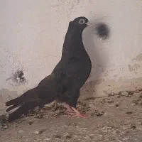 کبوتر ذاغ