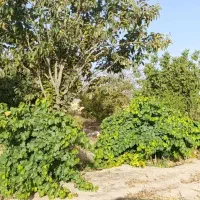 فروش-باغ-شهری-ده-بید-مرودشت