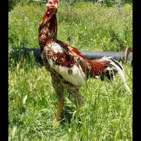 واگذاری خروس لاری