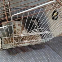 پنج عددعروس