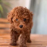 پودل نر و ماده
