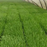 فروش توم دستی در شاندرمن
