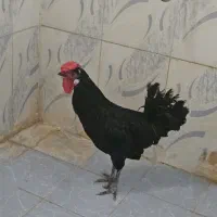خروس محلی جوان