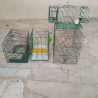 پرنده|پرنده|سنندج, |دیوار