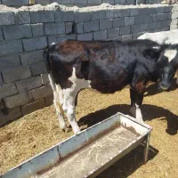 گوساله ماده چاق