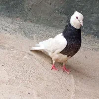 کبوتر طوقی مشتی