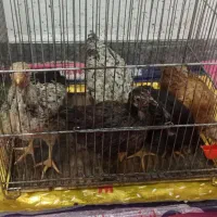 جوجه مرغ