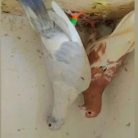 کبوتر|پرنده|شیراز, کوشک بیدک|دیوار