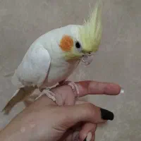 عروس هلندی نر و ماده