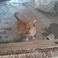سگ پاکوتاه