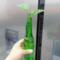 گل پتوس