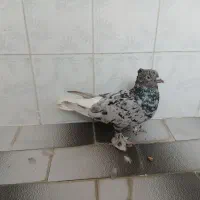 کفتر