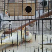عروس هلندی