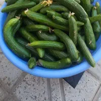 خیار|خوردنی و آشامیدنی|قوچان, |دیوار