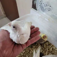 جوجه عروس هلندی پرورش خانگی نژاد اصیل سخنگو