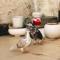 کفتر جوجه کش