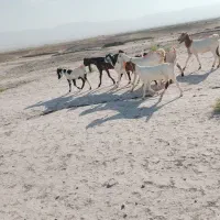 بز جملی زا