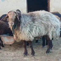 قوچ همو