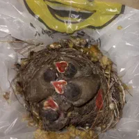 مرغ عشق