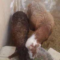 میش وبره مغان وافشار