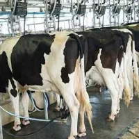 استخدام کارگر گاوداری