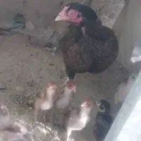 مرغ و خروس و جوجه