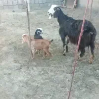 بزغاله بز . دو قلو