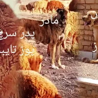 توله افغانی