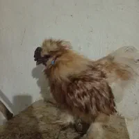 خروس ابریشمی