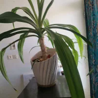 گل اشک ملکه و پتوس و مطبخ و...