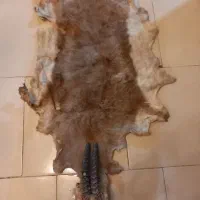 پوست چرم طبیعی