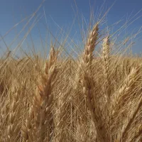 گندم برزگر(امسالی) و کاه
