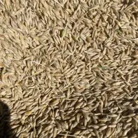 فروش گندم و جو مال امسار دیمی   تمیز