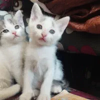 «بچه گربه»