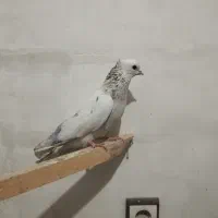 کفتر سرول