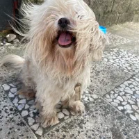 سگ‌ شیتز‌و‌ ماده