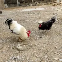 خروس|حیوانات مزرعه|برازجان, |دیوار