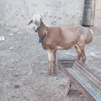 شیشک قوچ چینی اصیل