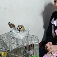 سهره|پرنده|تهران, یافت آباد جنوبی|دیوار