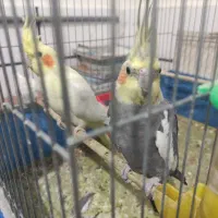 جفت عروس هلندی